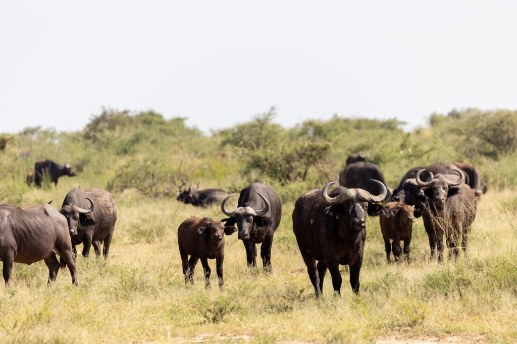 African buffalo standing in the savannah during a wildlife safari.