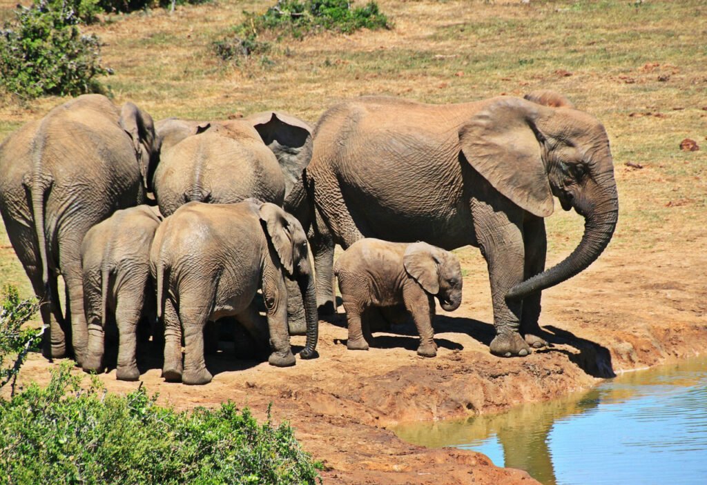 African elephant drinking water from a river during a safari.