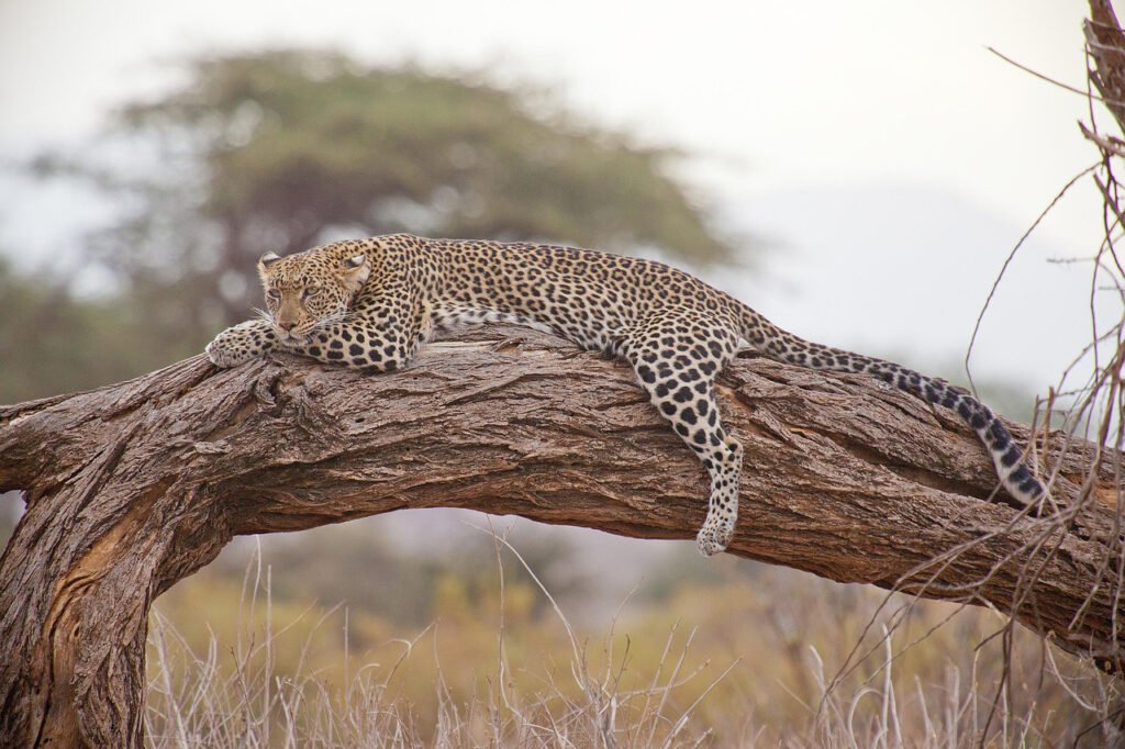 African leopard resting on a tree branch in the Tanzanian savannah during a wildlife safari.