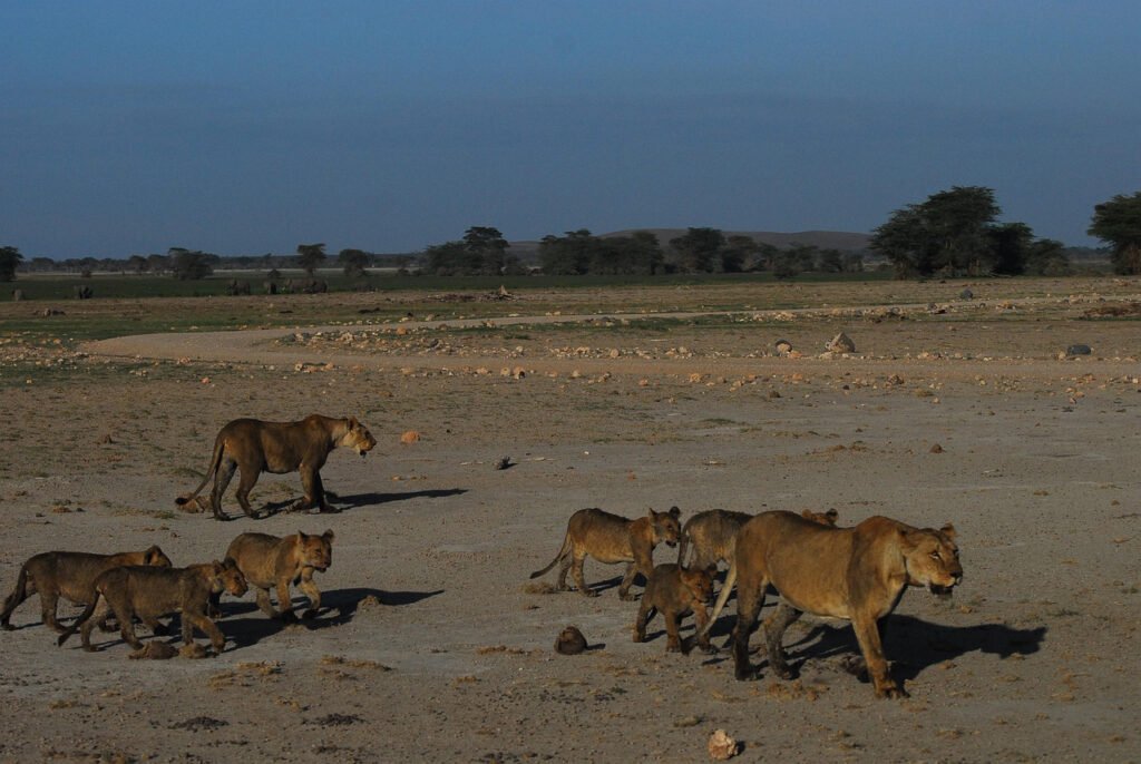 "African lioness walking with her young cubs across the Tanzanian savannah during a wildlife safari."