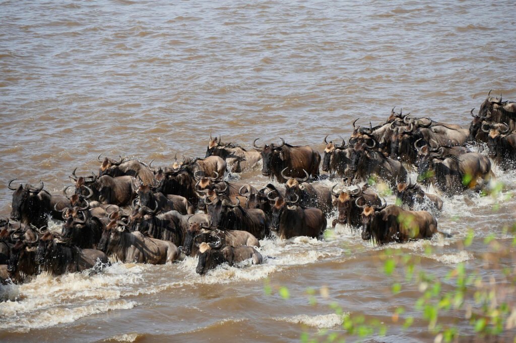 Wildebeest crossing Mara River during the Great Migration in Tanzania.