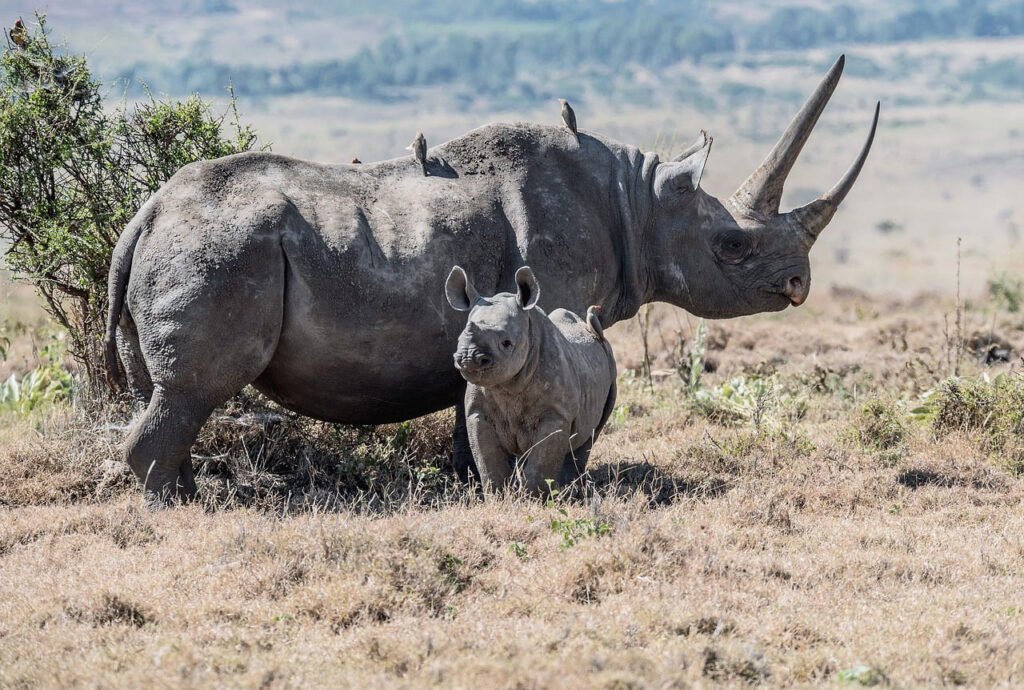 Rhino grazing on grasslands in Tanzania's Serengeti ecosystem.