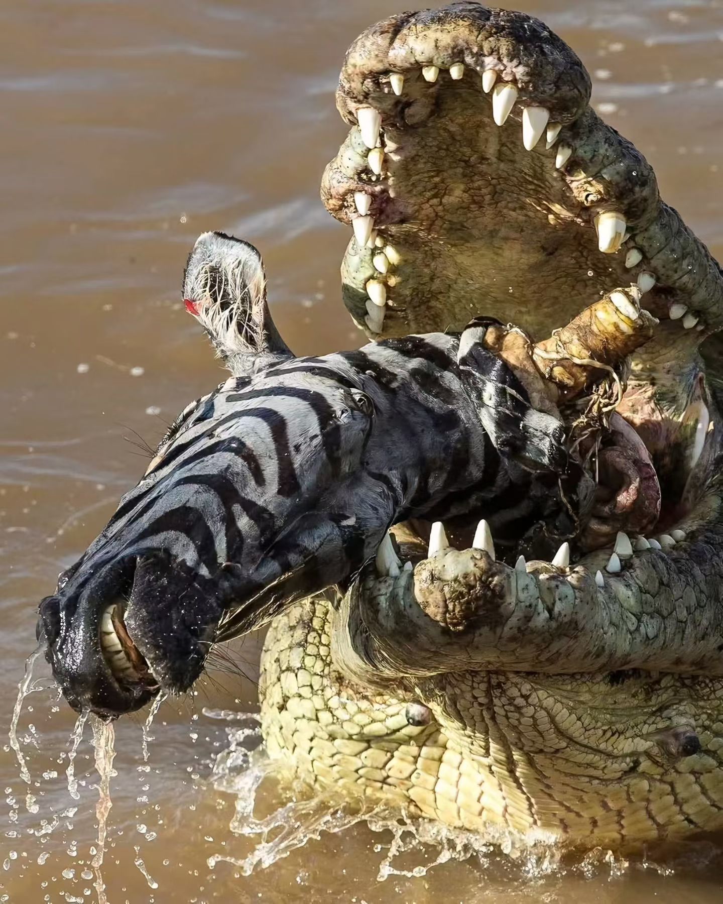 Wildlife along the rivers of Tanzania's southern safari circuit
