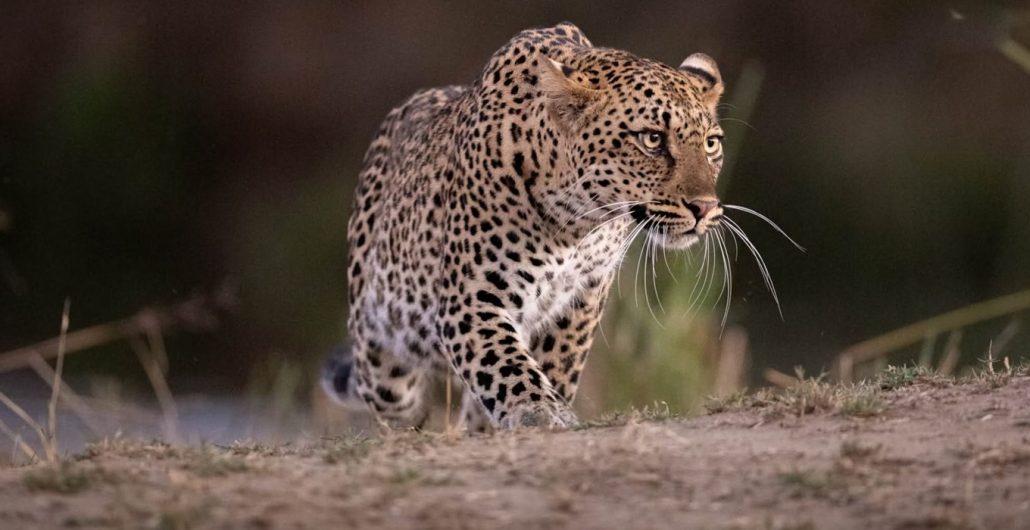Wilderness African safaris the best tour company in arusha tanzania